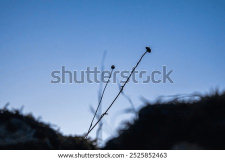 tree branches against the sky