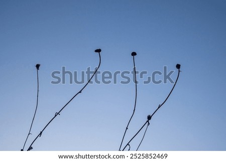 tree branches against the sky