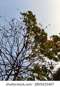 Tree branches against the sky, half bare, half with green and brown leaves