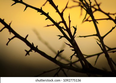 tree branches against the sunset background