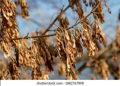 Tree Branches Art Late Fall.