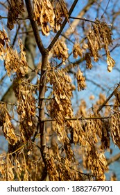 Tree Branches Art Late Fall.