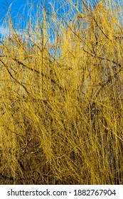 Tree Branches Art Late Fall.