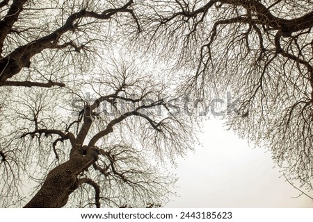 Tree branches with bare branches against the sky in winter.