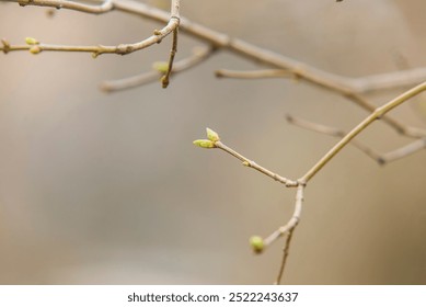 Tree branches with barely opened buds, early spring