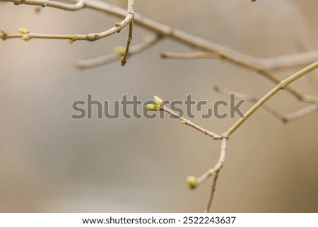 Tree branches with barely opened buds, early spring