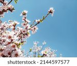 Tree branches with beautiful tiny flowers against blue sky. Cherry blossoms plenitude. Beautiful floral image of spring nature.