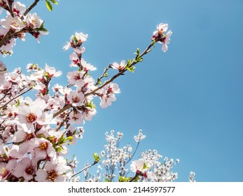 Tree branches with beautiful tiny flowers against blue sky. Cherry blossoms plenitude. Beautiful floral image of spring nature.