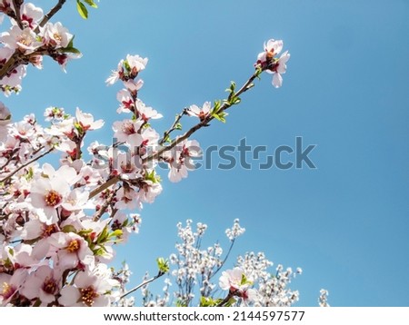 Tree branches with beautiful tiny flowers against blue sky. Cherry blossoms plenitude. Beautiful floral image of spring nature.