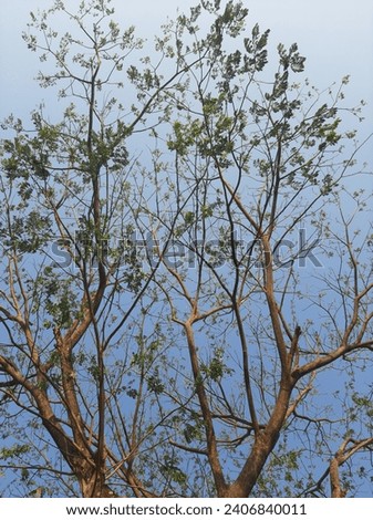 Tree branches with blue sky in the backgroind