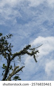 Tree branches with blue sky background.
