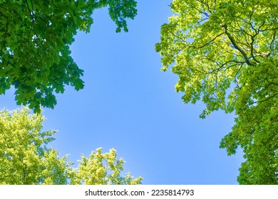 Tree branches and blue sky, view from below. Bottom view on the crown of beech trees.