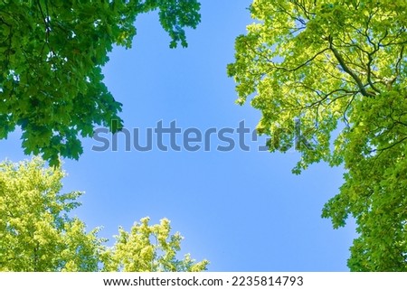Tree branches and blue sky, view from below. Bottom view on the crown of beech trees.