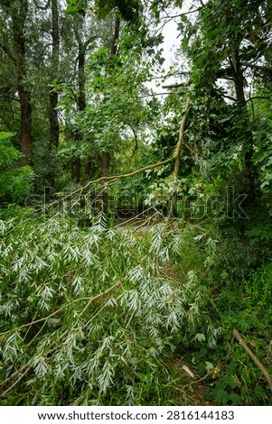 A tree with branches broken by the storm and gale