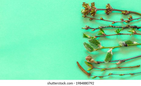 Tree branches with budding buds on a green background. Spring background. Young leaves on twigs