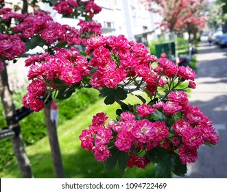 
Tree branches with carmine-red flowers of Paul's Scarlet Hawthorn or Crataegus Laevigata.

 - Powered by Shutterstock