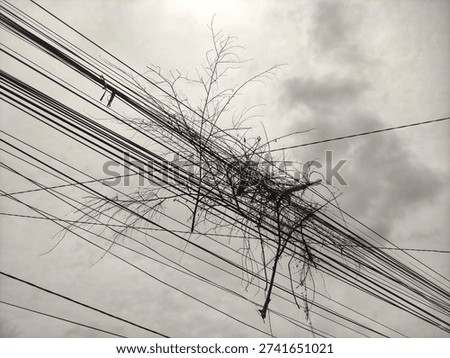 tree branches caught in the Wi-Fi cable from low angle