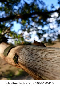 Tree branches close-up