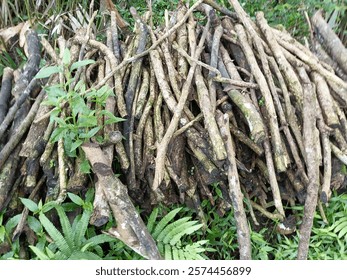 
Tree branches are collected on the side of the road