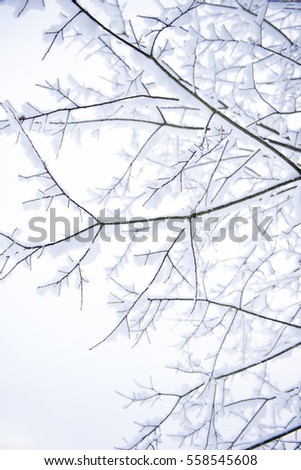 Tree Branches Covered in Fresh Snow. Room for Text.