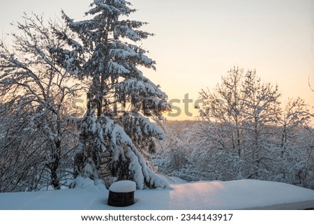Tree branches covered with heavy snow at sunset. Beautiful snowy trees in mountainside. Thick layer of snow covers the tree branches in forest.