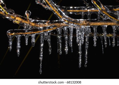 tree and branches covered in ice after a storm