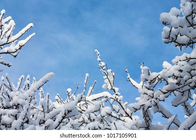 Tree branches covered with snow 