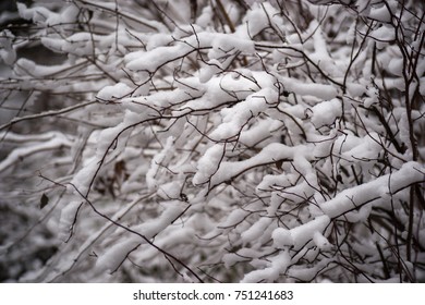 tree branches covered with snow - Shutterstock ID 751241683