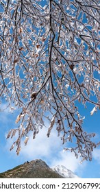 Tree branches covered in snow and distant mountains