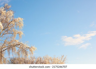 Tree branches covered in snow in winter against a clear sky background with copyspace. Frozen leaves and branches of a tall tree. Snow melting off green leaves in early spring after snowfall outside - Shutterstock ID 2175246707