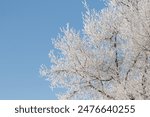 Tree branches covered with white frost against a blue sky. Winter.