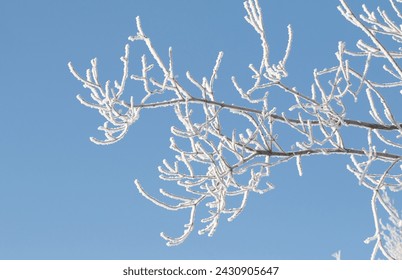 Tree branches covered with white frost against a blue sky. Winter. - Powered by Shutterstock