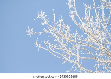 Tree branches covered with white frost against a blue sky. Winter. - Powered by Shutterstock