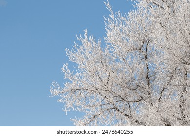 Tree branches covered with white frost against a blue sky. Winter. - Powered by Shutterstock