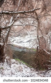 Tree branches creating natural gate