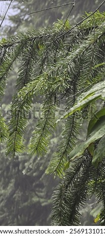 Similar – Image, Stock Photo Tree crown with fine branches against gray sky
