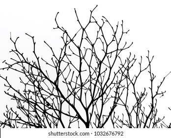 Tree branches in fall season, there are not leaves. White background. Isolated branches. Under viwe.