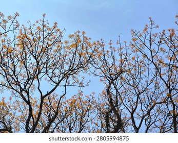 Tree branches filled with small orange and yellow autumn blossoms under a clear blue sky.