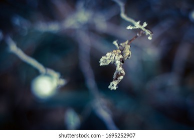 
tree branches in the forest