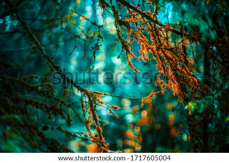 Tree branches in forest background bokeh