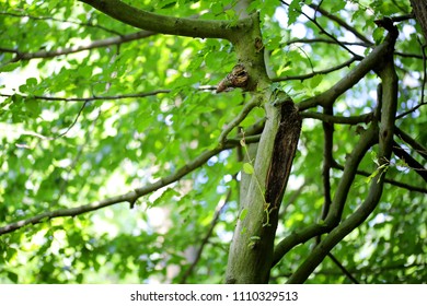 Tree Branches In The Form Of A Scrawny Man