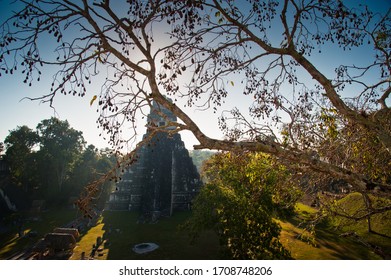 Tree Branches In Front Of The Mayan Pyramid In Tikal, Guatemala, Seen From Above. With Shadows Of Sunset In The Jungle.