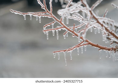 Tree branches in the frozen rain with ice      - Powered by Shutterstock