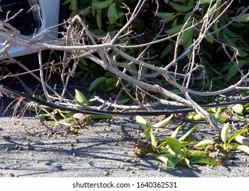 Tree Branches With Green Leaves, Fallen On The Roadway After Tree Fell From High Winds. Live Power Line Downed In The Tree Branches. Close Up