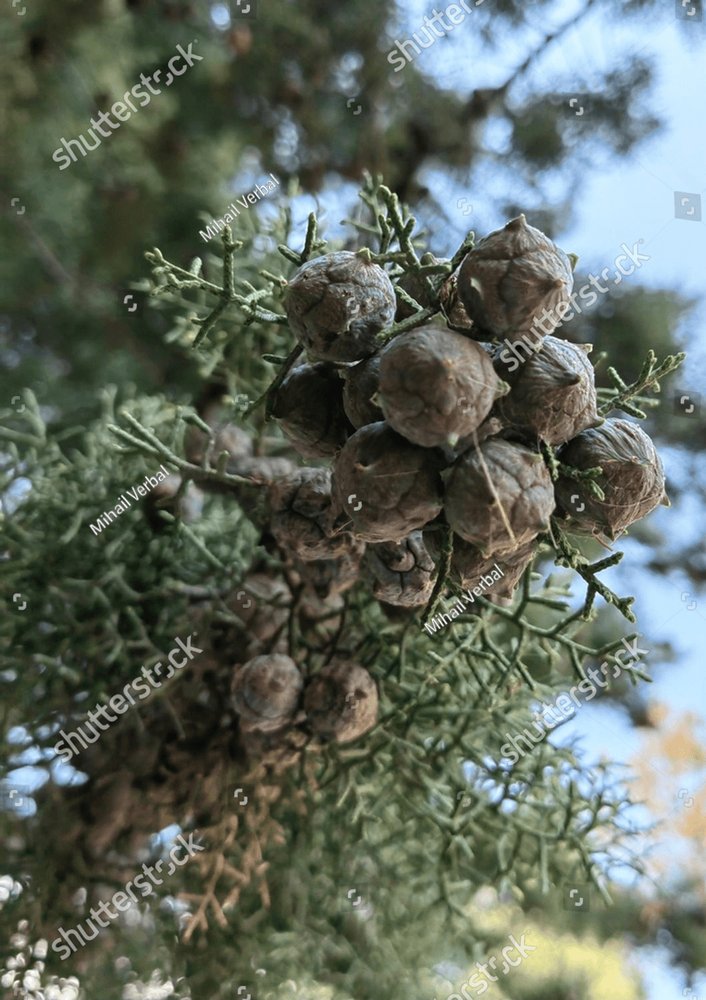 Background of pine branches.  Nature Stock Photos ~ Creative Market