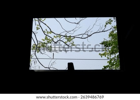 A tree with branches hanging through the window