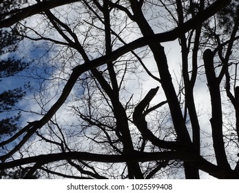 tree branches inter twining with sky and cloud background