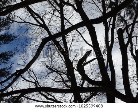 tree branches inter twining with sky and cloud background