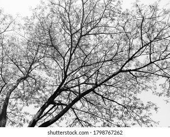 tree branches isolate on white