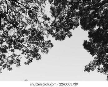 tree branches isolate on white - Powered by Shutterstock